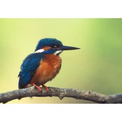 Cadeaubon: Vogelexcursie Oostvaardersplassen