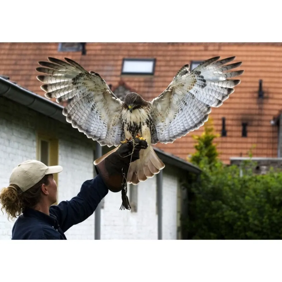 Cadeaubon: Workshop Valkerij (Vliegensvlug)