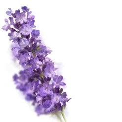 Kneipp Relaxing Lavendel Douchefoam