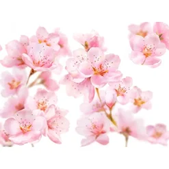 Kneipp Soft Skin Amandelbloesem Douchegel