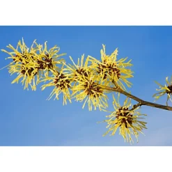 Weleda Milde Reinigingsmousse